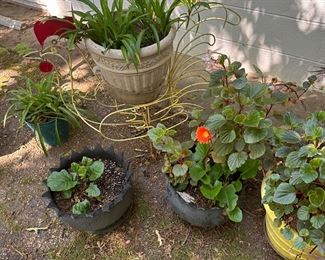 Lots of flowers and yard items