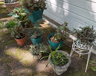 Flower pots and plants
