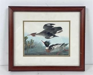 
Mallard Artwork Print of Audubon Artwork 