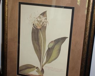 Botanical prints