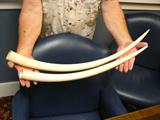 IVORY TUSK