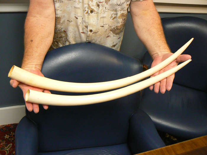 IVORY TUSK