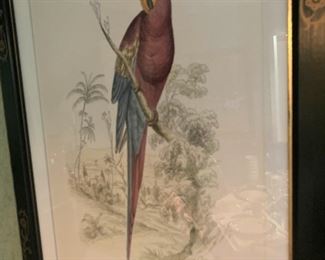 Tropical bird framed print