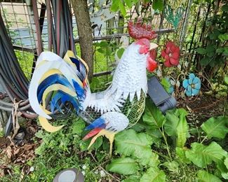 Roosters, many of them here