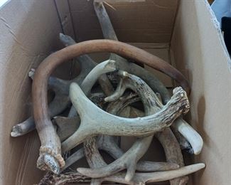 Collection of antlers