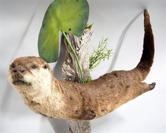 Taxidermy Otter On Driftwood, Approx 31" Long