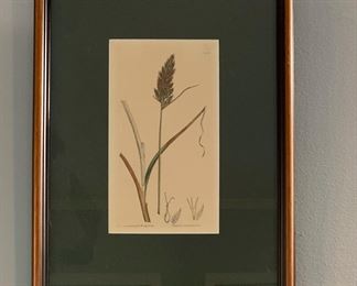 CP2 - $50 - PAIR of Botanical Prints beautifully matted and framed. 