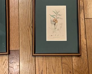 CP2 - $50 - PAIR of Botanical Prints beautifully matted and framed. 