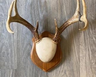 Lot 36 | MOUNTED DEER ANTLERS MAN CAVE HUNTING DECOR
