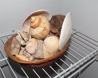 Sea Shells