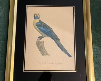 Variety de la Perrvche a Large Queue Engraving by Augusta Pinot 1950’s