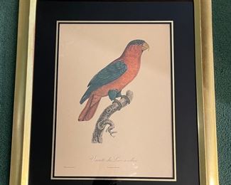 Variety du Lori a Collier Engraving by Augusta Pinxt