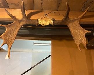 Moose 36' horns w/Canadian patch 1970