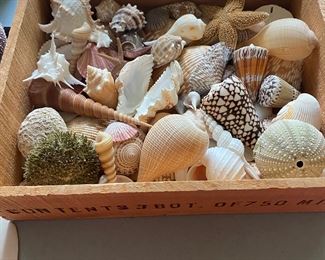 Seashells