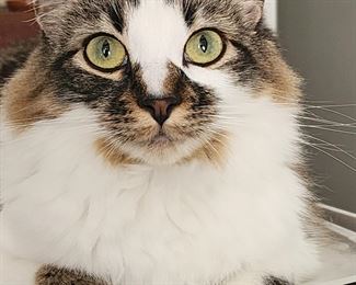 Pearl says hello from the office