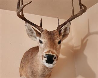 Deer taxidermy
