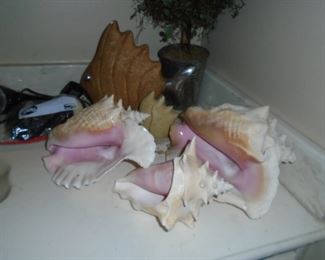Conch shells