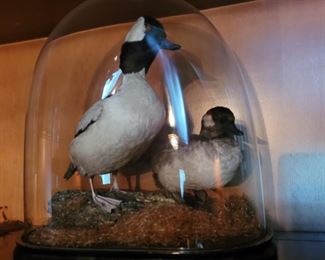 Bufflehead mounts