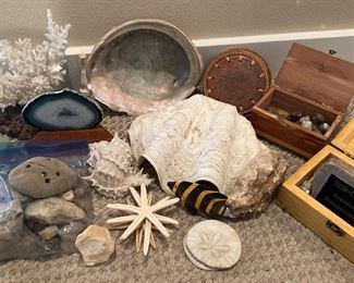 Coral Shells And Rocks