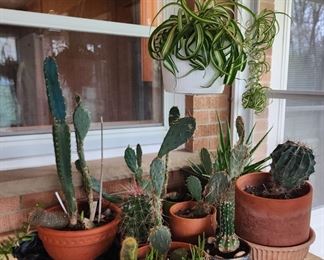 Cactus, Succulents, and Plants