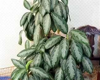 Live Potted Plant, Believed To Be A Peace Lily, Approximately 4' Tall, Including Ceramic Planter Pot, 15" x 12" Diameter