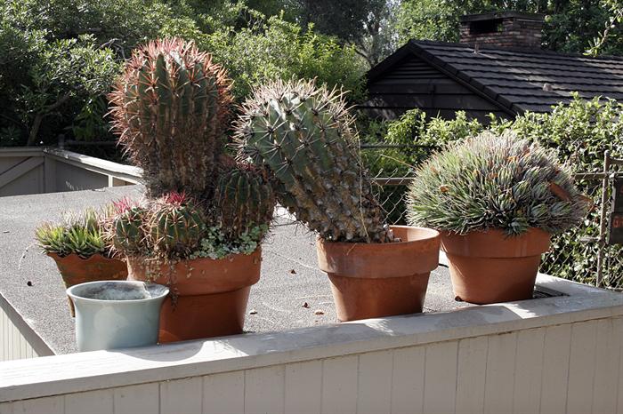 A good selection of potted plantings, including mature specimens and hardy succulents