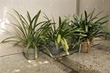 A good selection of potted plantings, including mature specimens and hardy succulents