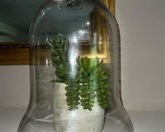 Burro's tail succulent under bell