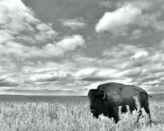 Van Slyke, Barbara Loner on the Prairie