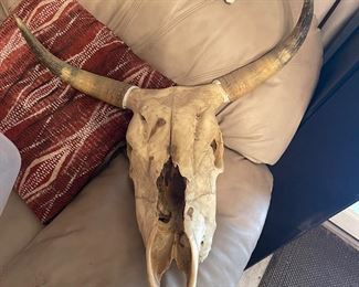 Cow Scull