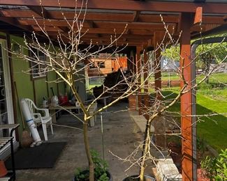 Live trees just budding