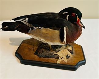 Taxidermy duck mount
