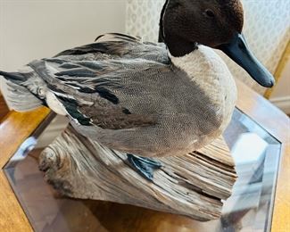 taxidermy duck mount