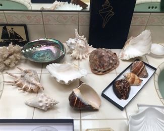 More sea shells