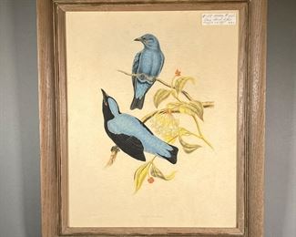 ORIGINAL COLORED BIRD LITHOGRAPH  |  From J. Gould and W. Hart, showing Asian Fairy bluebirds on tree branch with budding flowers and Latin name “Irena Cyanea” on bottom.