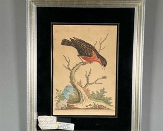 18TH CENTURY HAND-COLORED BIRD PRINT  |  Signed and dated color bird print - 7 x 10in (sight)