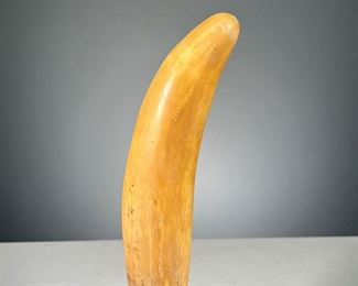 ANTIQUE ANIMAL TUSK  |  Complete and large animal tooth. Dimensions: l. 9 in