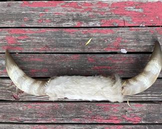 Cow Horn Display
