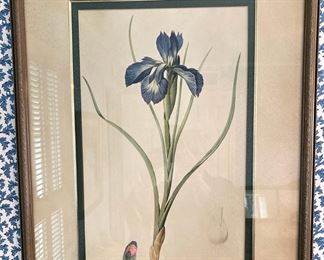 Framed botanical