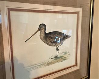 Sabine's Snipe - This is not a separate species, just a darker form of the Common Snipe. 