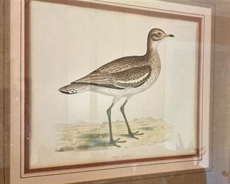 Great Plover -The great sand plover is a small wader in the plover family of birds.