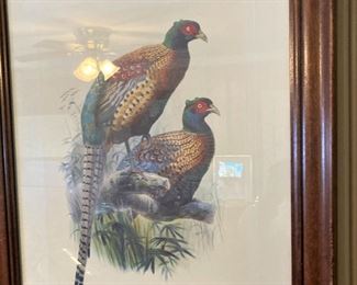 Phasianus Deccollatus (Pheasant family)