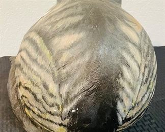 56	$50 
	Big fluffy cat 10x10 resin		