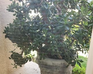 JUMBO  Cast Stone Planter with JADE PLANT  Bring helper and Truck VERY  heavy item.  $500.00 