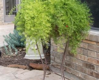 Asparagus fern:  $60.00, plant stand $58.00 (2 available)
