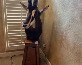 African mount with pedestal 