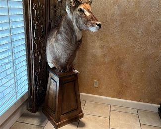 African mount with pedestal 