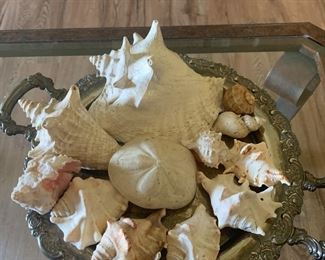 Here are a few more samples of a large shell collection.