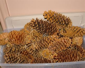 Large pinecones