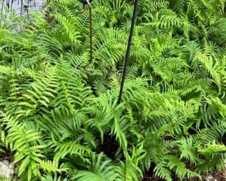 Outdoor items - most behind the house